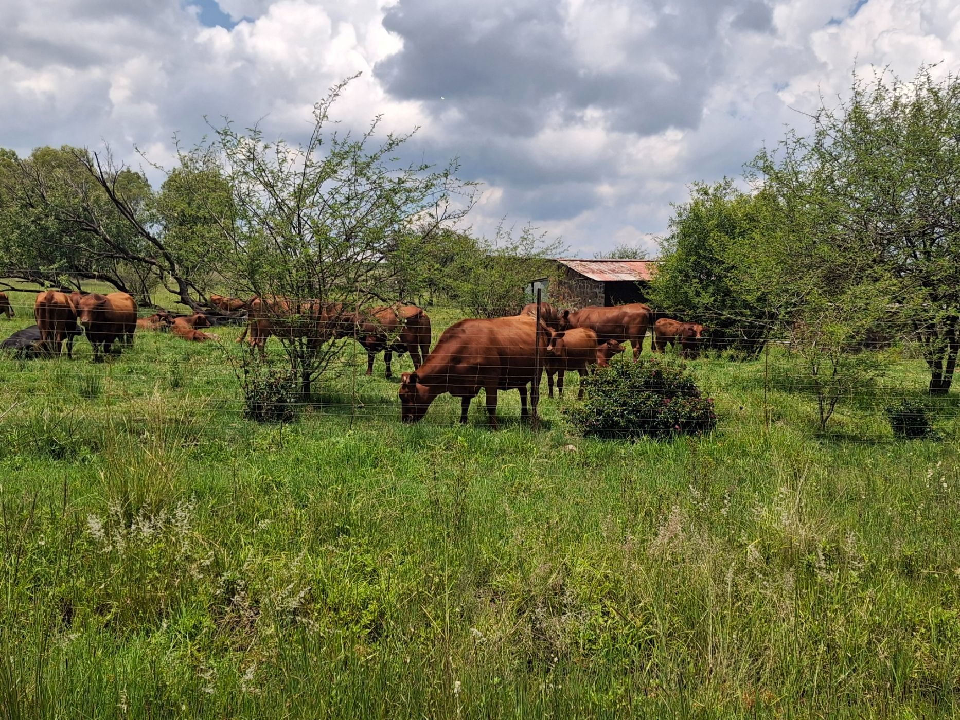 Livestock farm for sale in Rustenburg Rural - 1RU1726211