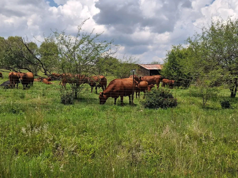 Livestock farm for sale in Rustenburg Rural - 1RU1726211 Livestock farm for sale in Rustenburg Rural - 1RU1726211