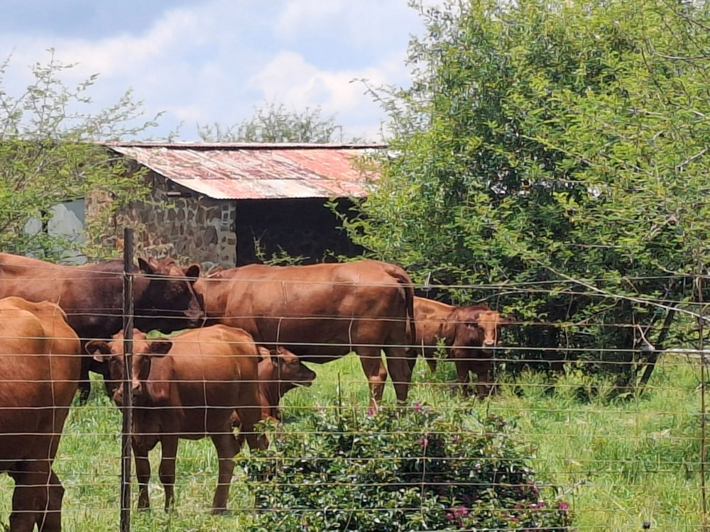 Livestock farm for sale in Rustenburg Rural - 1RU1726211