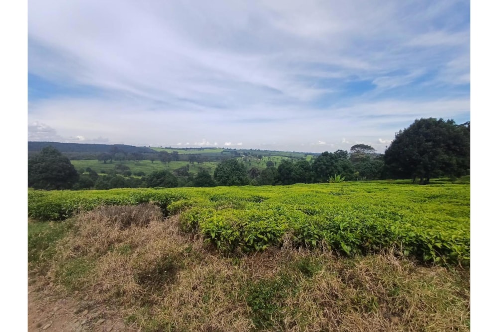 Farm vacant land for sale in Tigoni, Kenya - 3KE1732888 Farm vacant land for sale in Tigoni, Kenya - 3KE1732888