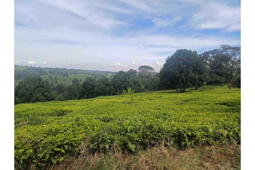 Farm vacant land sold in Tigoni, Kenya - 3KE1732888 Farm vacant land sold in Tigoni, Kenya - 3KE1732888