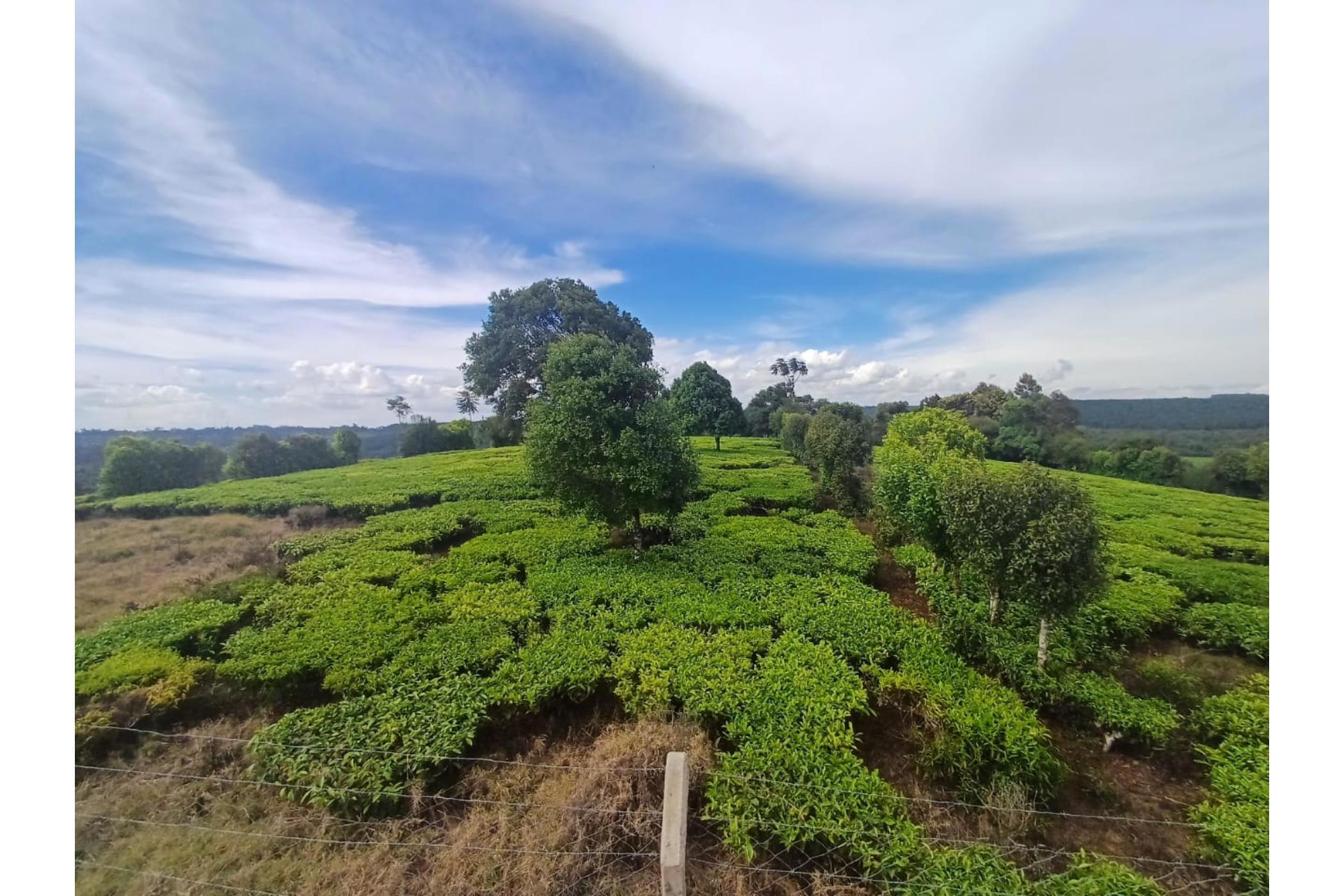 Farm vacant land for sale in Tigoni, Kenya - 3KE1732911