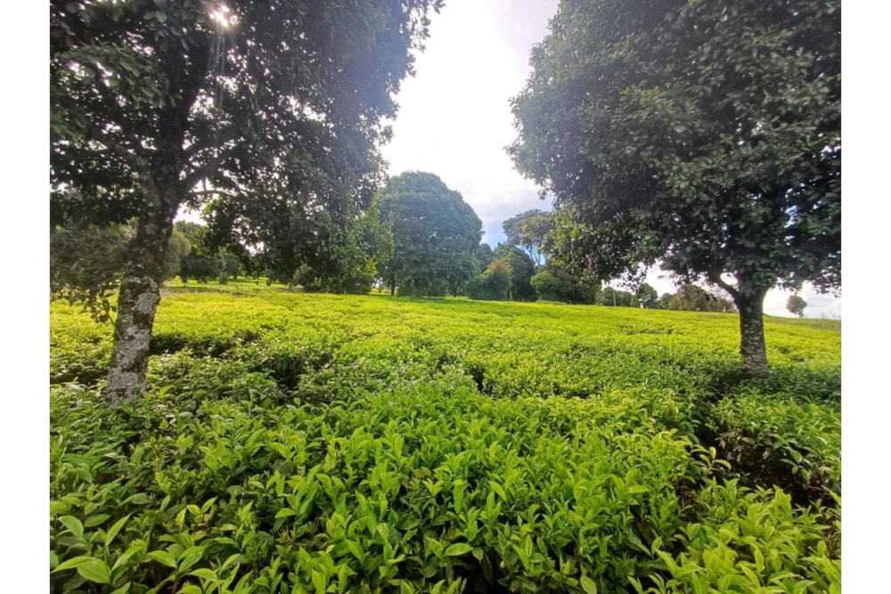 Farm vacant land for sale in Tigoni, Kenya - 3KE1732911 Farm vacant land for sale in Tigoni, Kenya - 3KE1732911