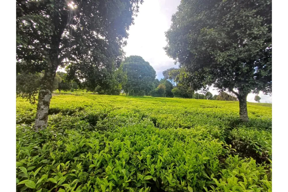 Farm vacant land for sale in Tigoni, Kenya - 3KE1732911 Farm vacant land for sale in Tigoni, Kenya - 3KE1732911