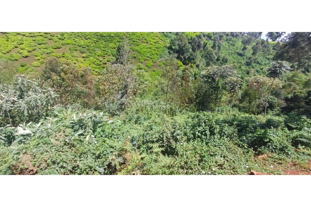 Farm vacant land for sale in Tigoni, Kenya - 3KE1732883 Farm vacant land for sale in Tigoni, Kenya - 3KE1732883