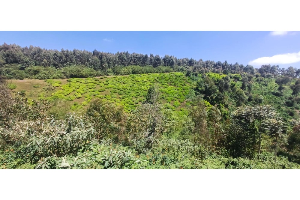 Farm vacant land for sale in Tigoni, Kenya - 3KE1732883 Farm vacant land for sale in Tigoni, Kenya - 3KE1732883