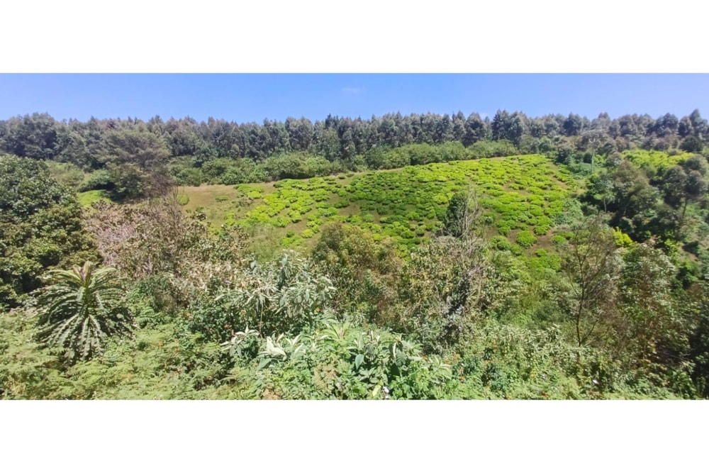 Farm vacant land for sale in Tigoni, Kenya - 3KE1732883 Farm vacant land for sale in Tigoni, Kenya - 3KE1732883