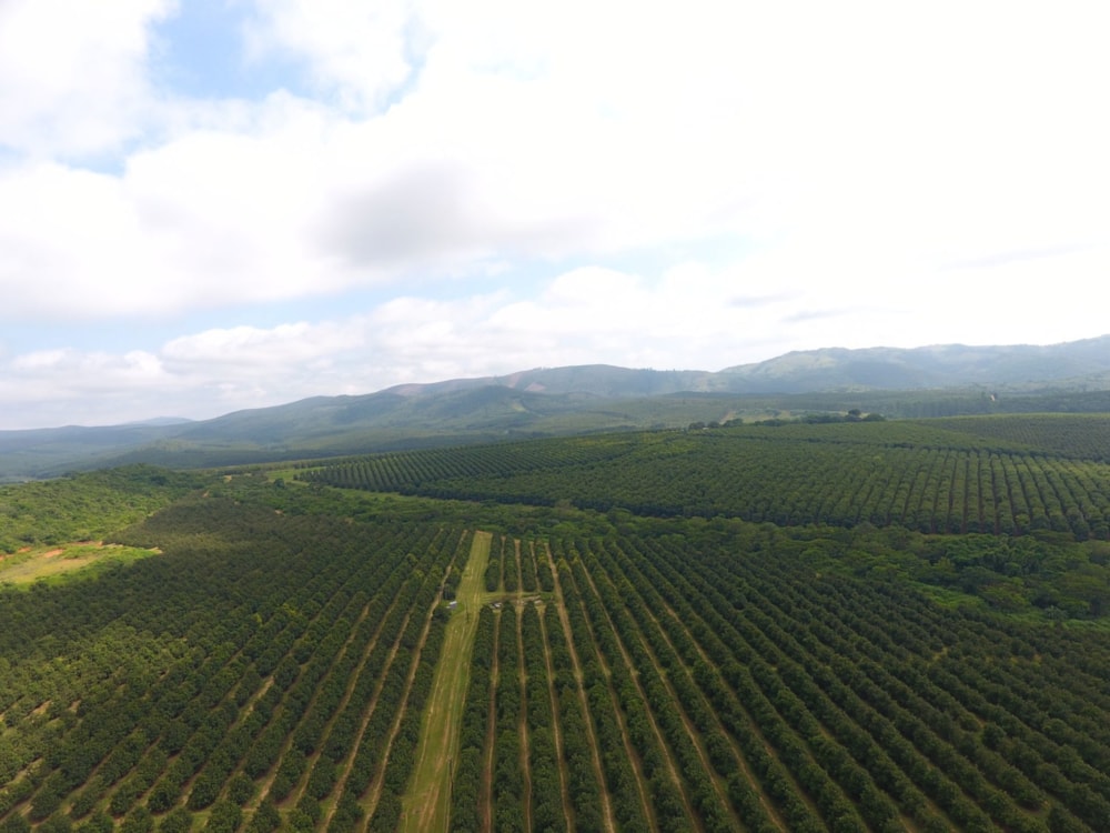 Irrigation farm for sale in Barberton Rural - 1NK1726483