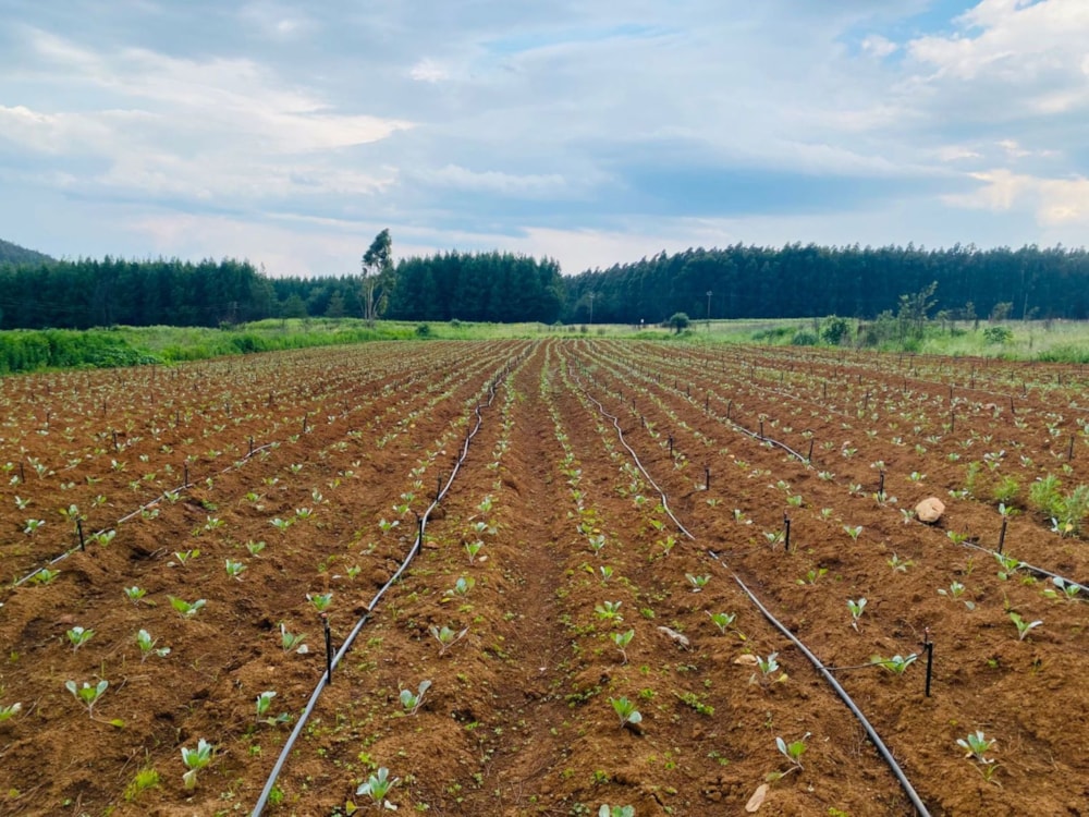 Mixed use farm for sale in Dullstroom - 1DS1726864