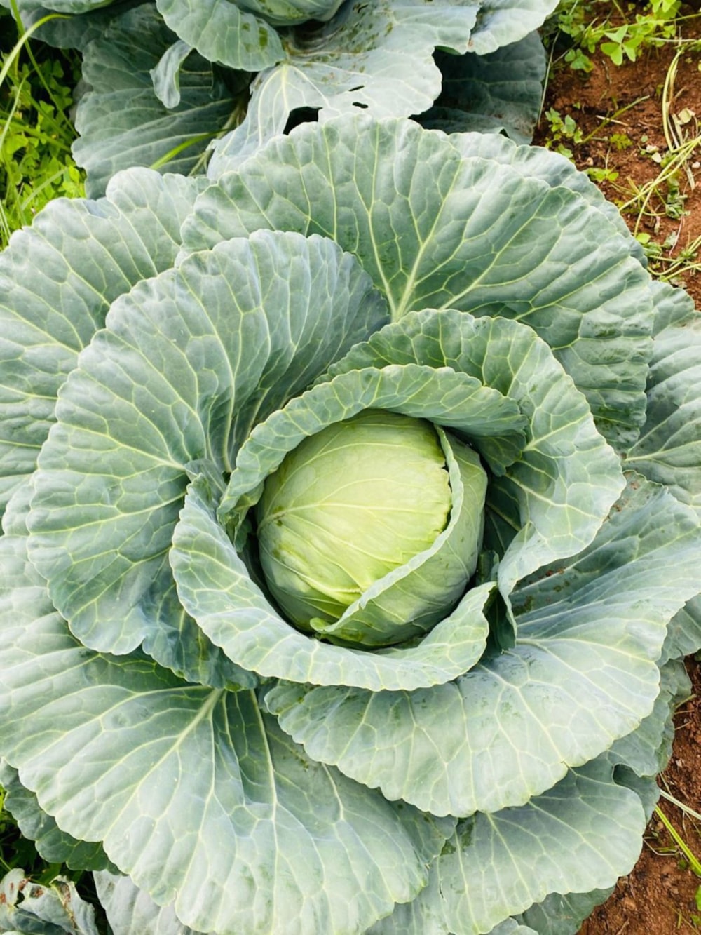 Mixed use farm for sale in Dullstroom - 1DS1726864