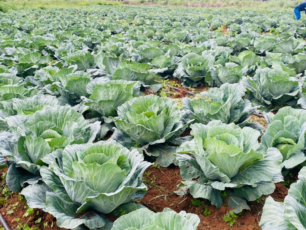 Mixed use farm for sale in Dullstroom - 1DS1726864