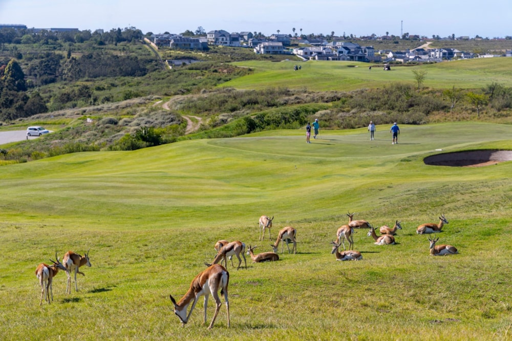 Residential vacant land for sale in Kingswood Golf Estate - GEO1727357