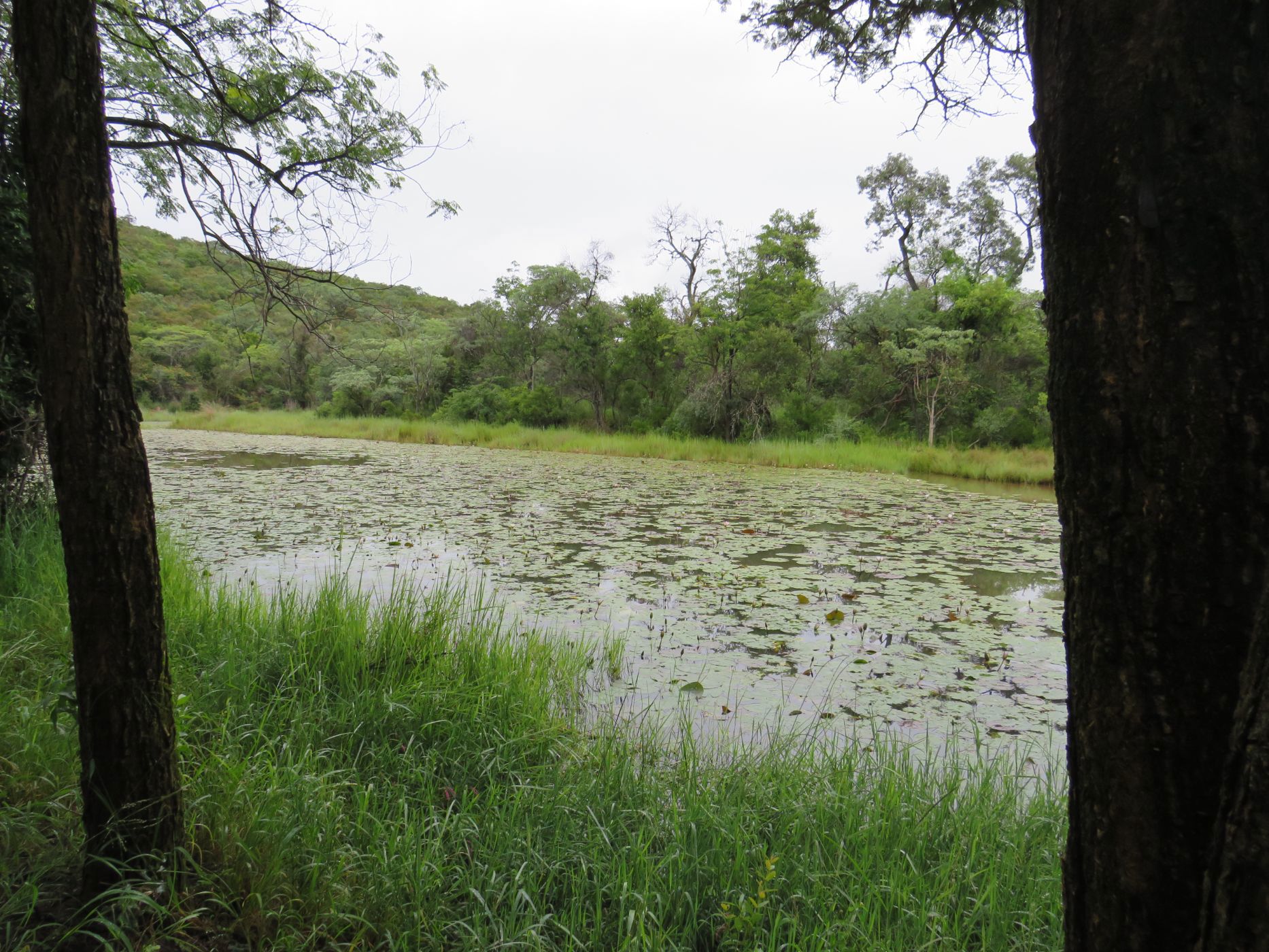 Game farm for sale in Ellisras (Lephalale) - 1ER1727916