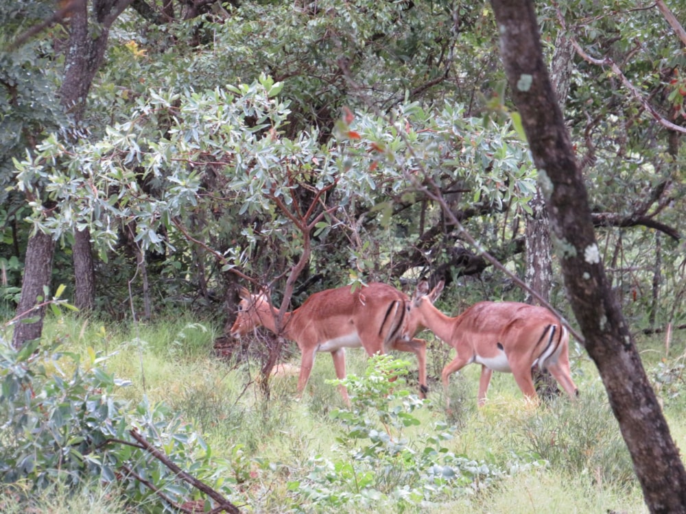 Game farm for sale in Ellisras (Lephalale) - 1ER1727916