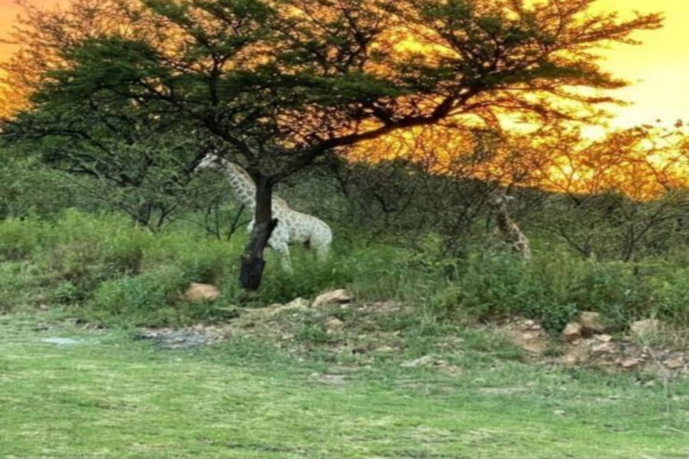 Vacant land for sale in Naaupoort - 1WD1727926