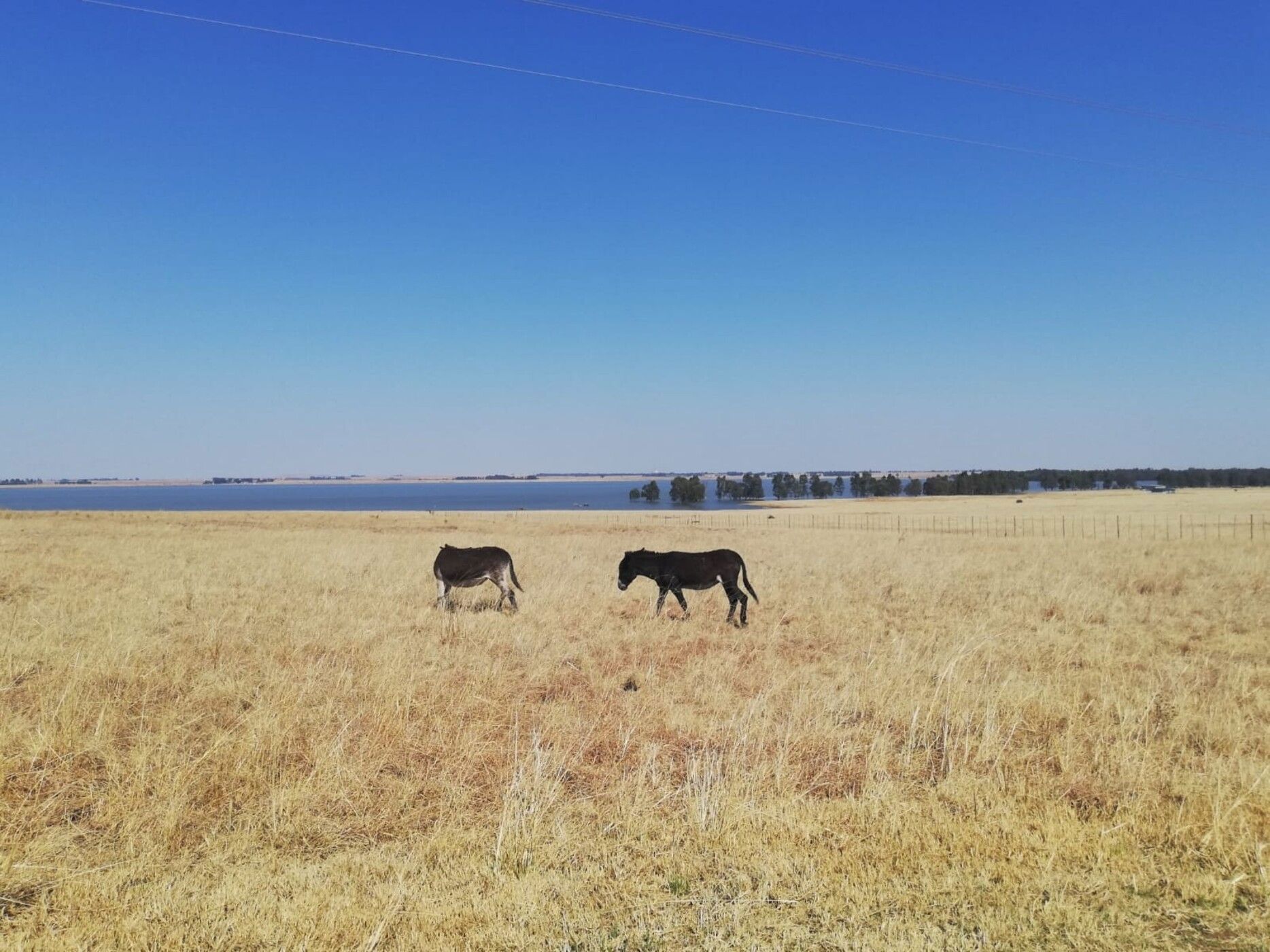 Farm vacant land for sale in Balfour Rural  - 1VT1728231
