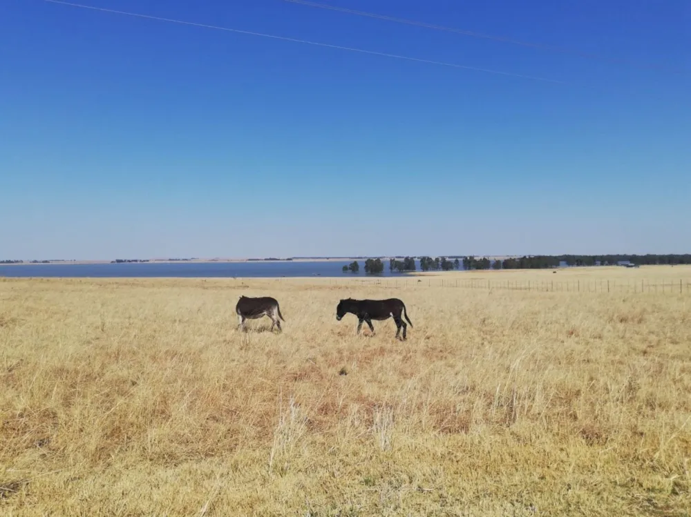 Farm vacant land for sale in Balfour Rural  - 1VT1728231