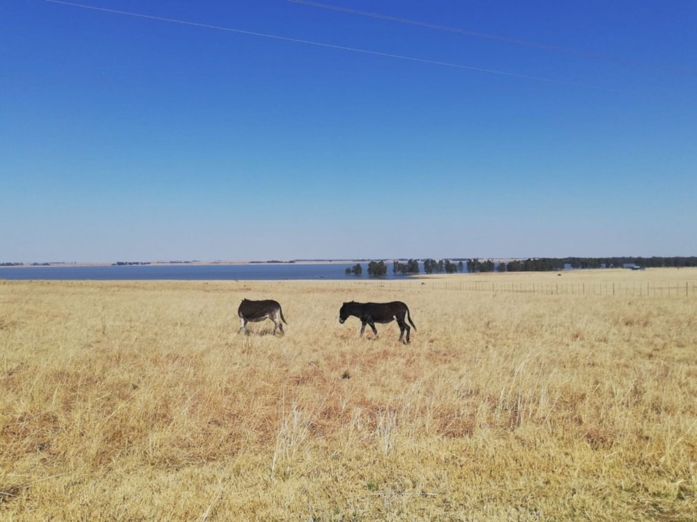Farm vacant land for sale in Balfour Rural  - 1VT1728231