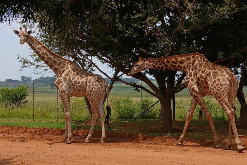 Vacant land for sale in Witbank Rural (eMalahleni Rural)  - 1WD1728251