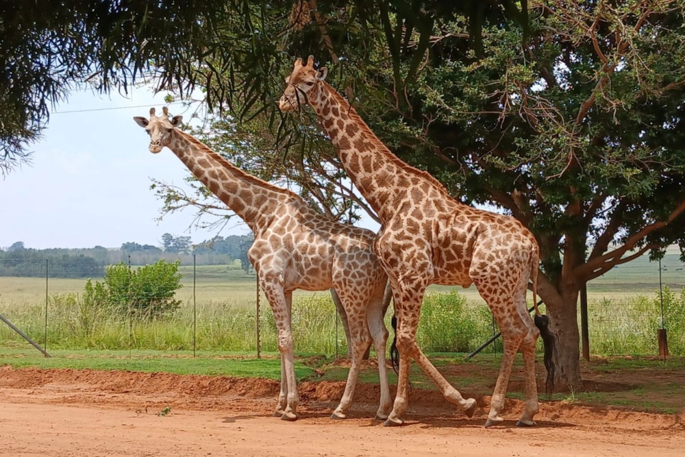 Vacant land for sale in Witbank Rural (eMalahleni Rural)  - 1WD1728263