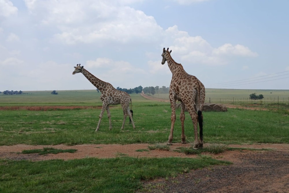 Vacant land for sale in Witbank Rural (eMalahleni Rural)  - 1WD1728266