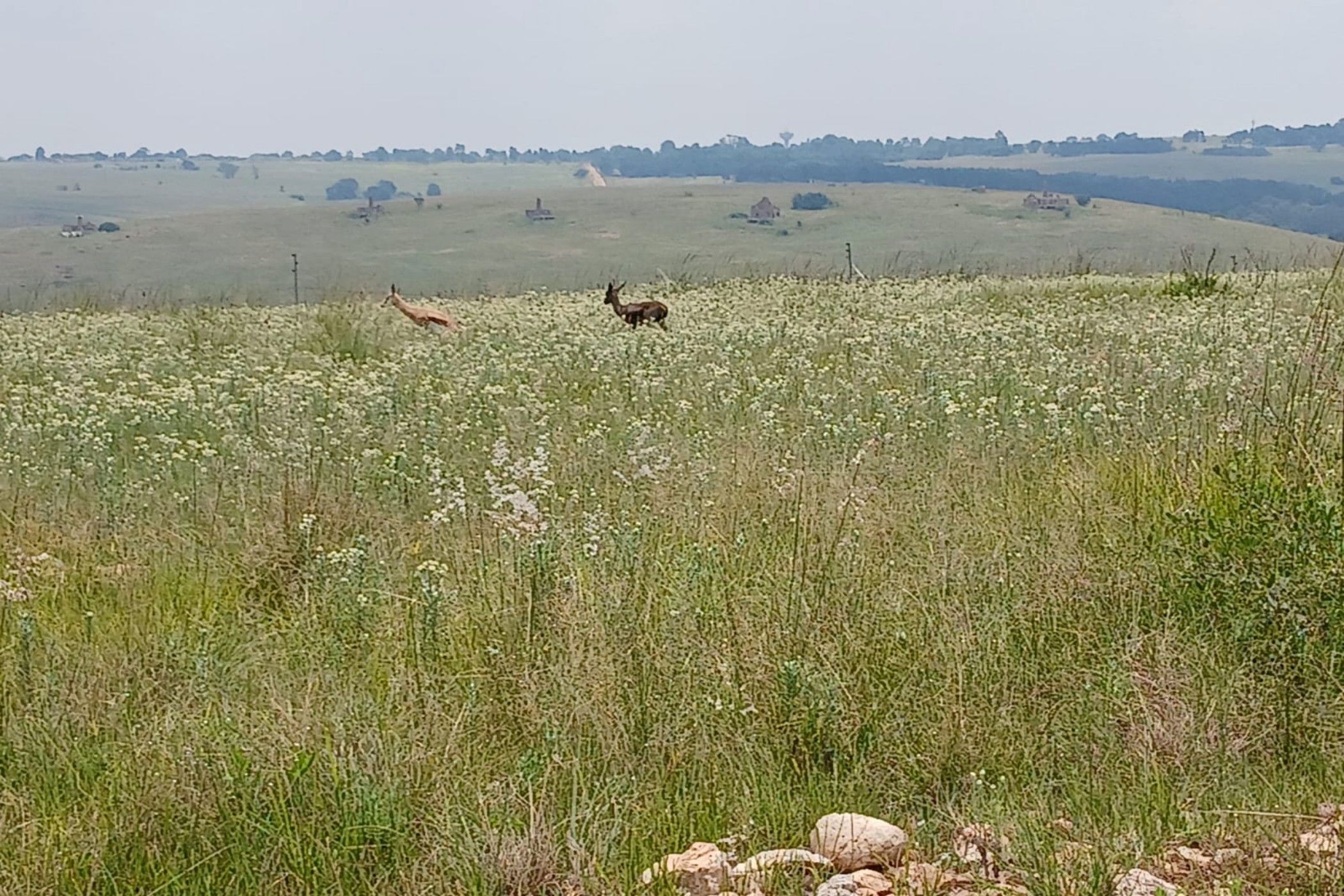 Vacant land for sale in Witbank Rural (eMalahleni Rural)  - 1WD1728271