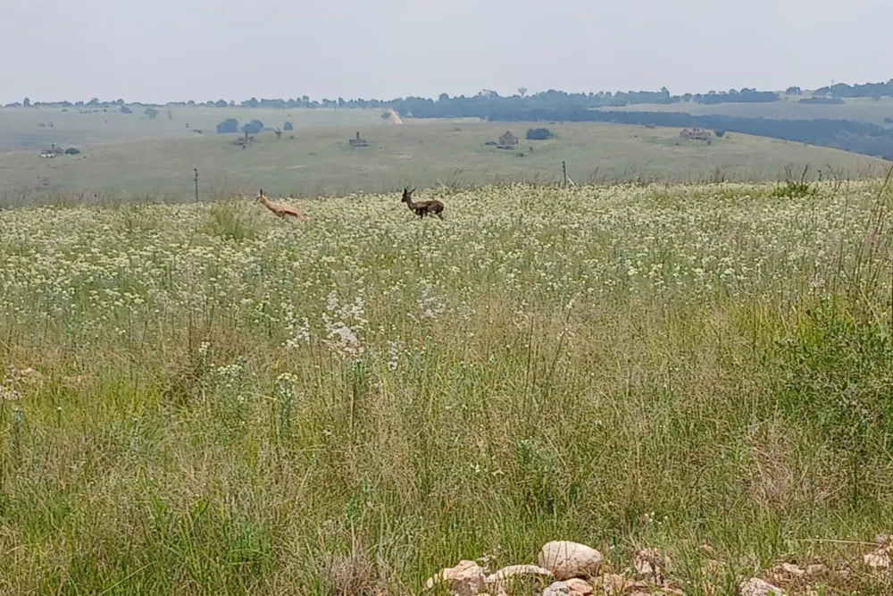 Vacant land for sale in Witbank Rural (eMalahleni Rural) - 1WD1728271 Vacant land for sale in Witbank Rural (eMalahleni Rural) - 1WD1728271