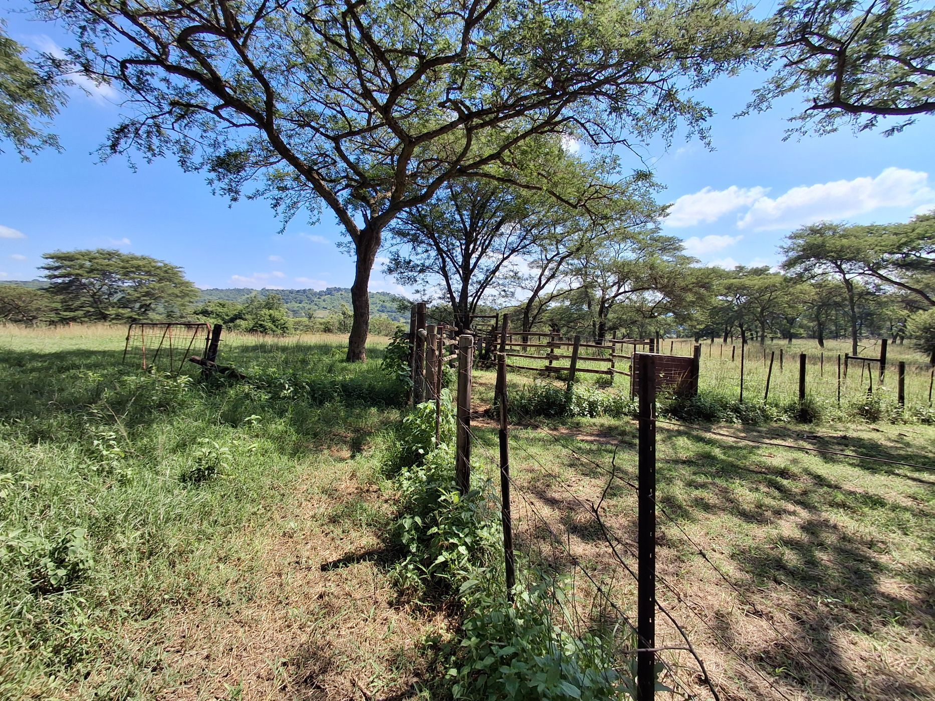 Livestock farm for sale in Tzaneen, Limpopo Province - 1TA1728431
