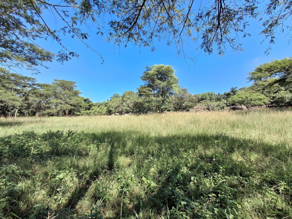 Livestock farm for sale in Tzaneen, Limpopo Province - 1TA1728431 Livestock farm for sale in Tzaneen, Limpopo Province - 1TA1728431