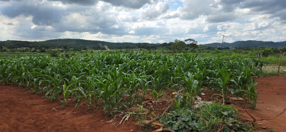 Vacant land for sale in Mazowe, Zimbabwe - 3ZB1728438