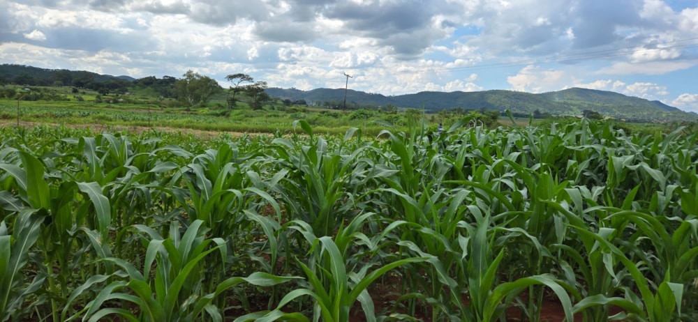 Vacant land for sale in Mazowe, Zimbabwe - 3ZB1728438