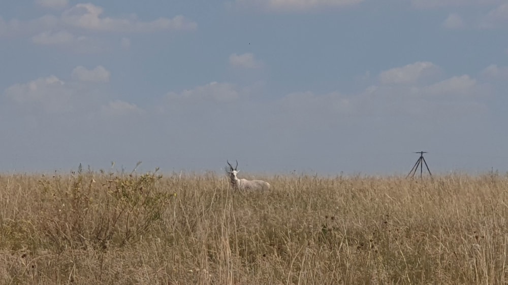 Farm vacant land for sale in Deneysville - 1VT1728530