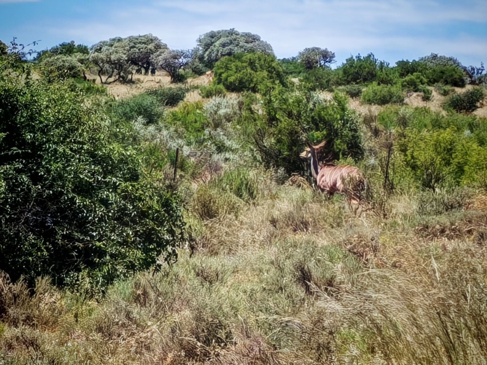 Livestock farm for sale in Griekwastad, Northern Cape - 1KJ1728657