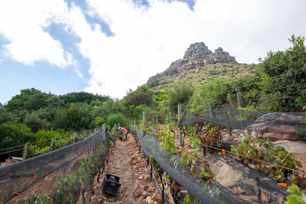 Wine farm for sale in Hout Bay - HOB1728057 Wine farm for sale in Hout Bay - HOB1728057