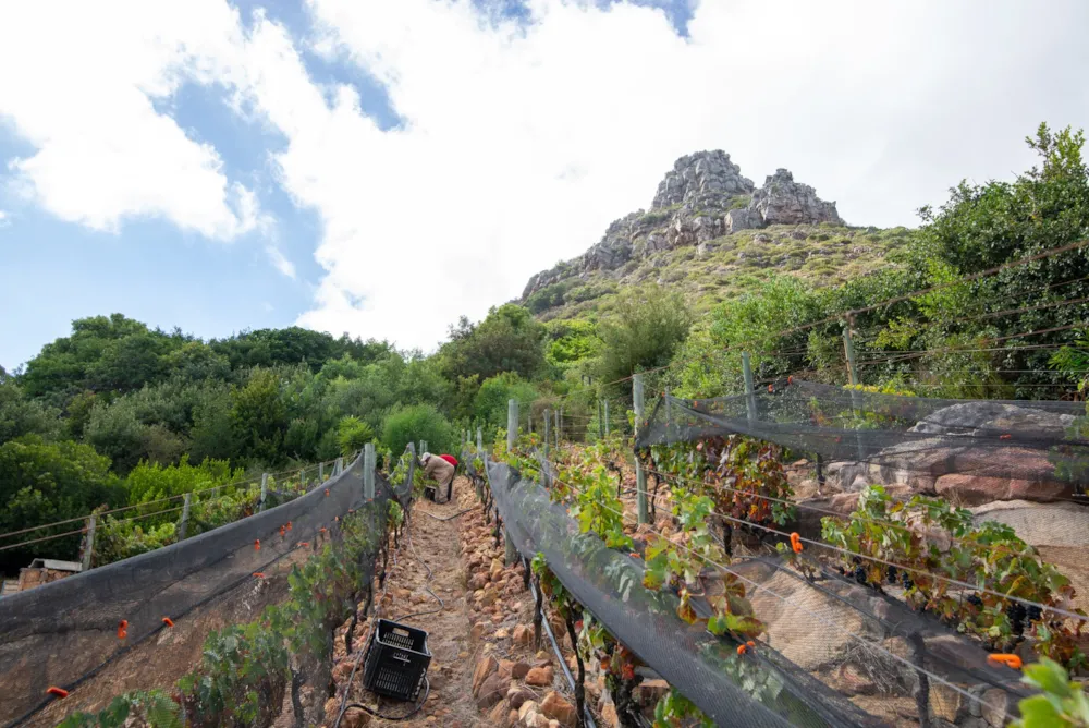Wine farm for sale in Hout Bay - HOB1728057 Wine farm for sale in Hout Bay - HOB1728057