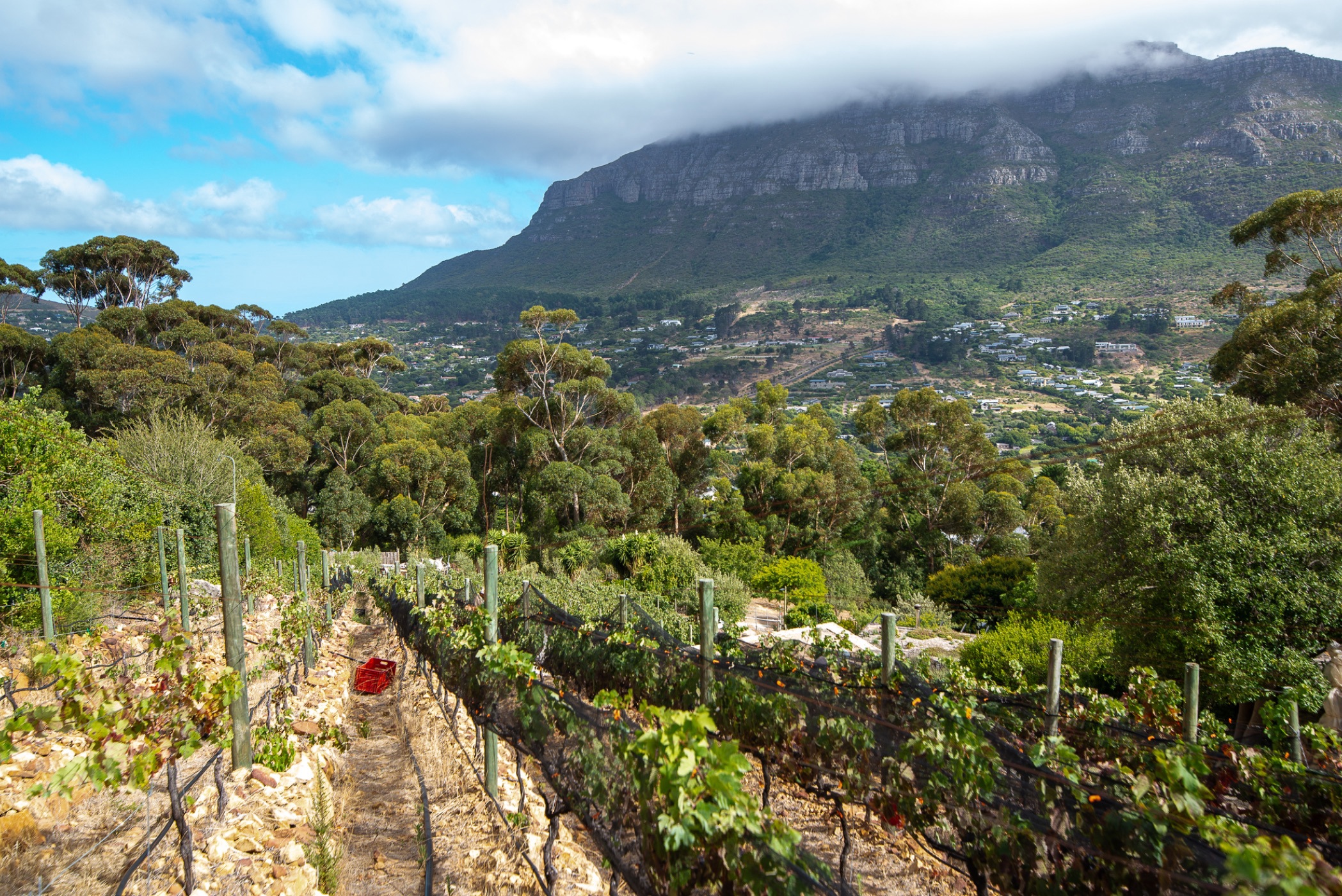 Wine farm for sale in Hout Bay - HOB1728057