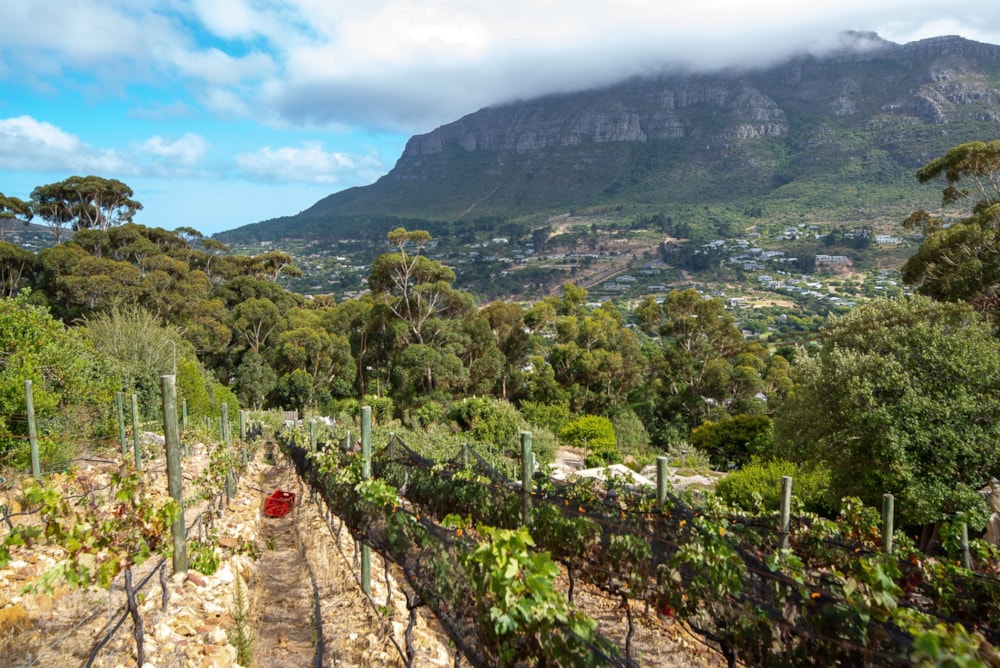 Wine farm for sale in Hout Bay - HOB1728057 Wine farm for sale in Hout Bay - HOB1728057