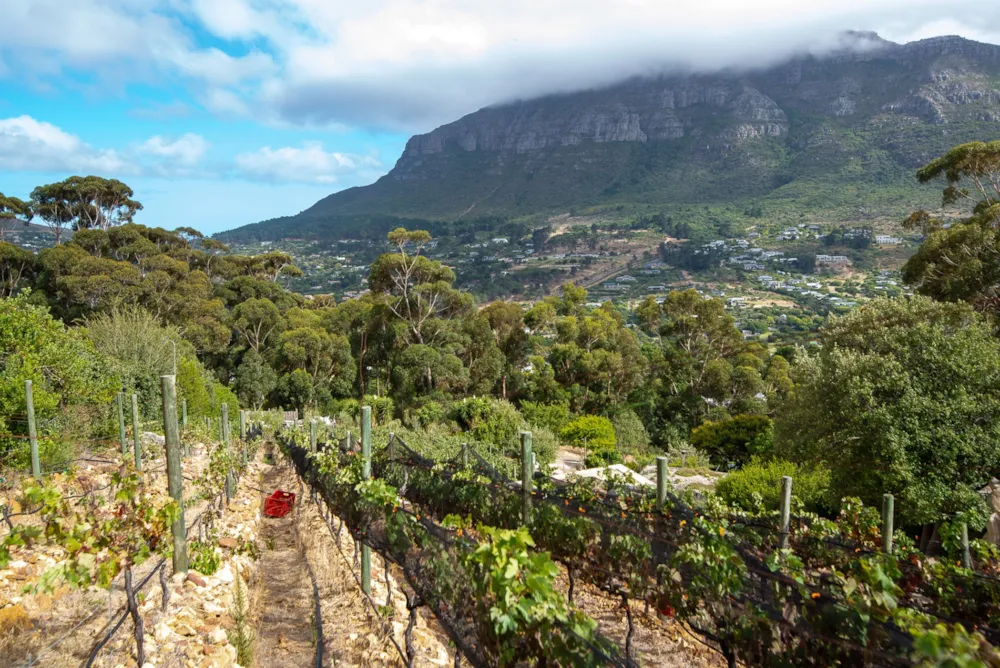 Wine farm for sale in Hout Bay - HOB1728057 Wine farm for sale in Hout Bay - HOB1728057