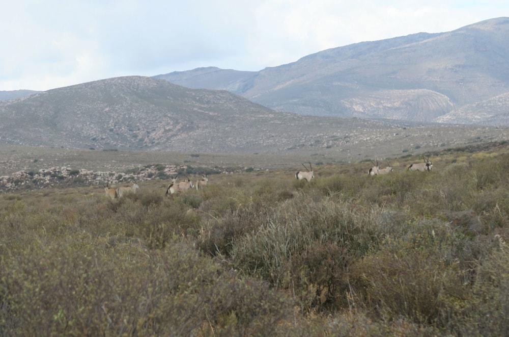 Mixed use farm for sale in Ceres - RV1728665