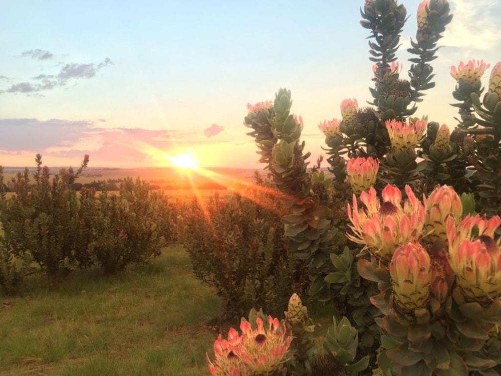 Country hotel for sale in Hartebeesfontein - PT1728759