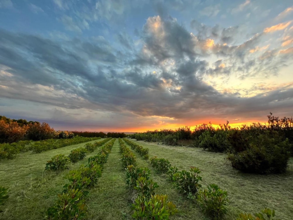 Country hotel for sale in Hartebeesfontein - PT1728759