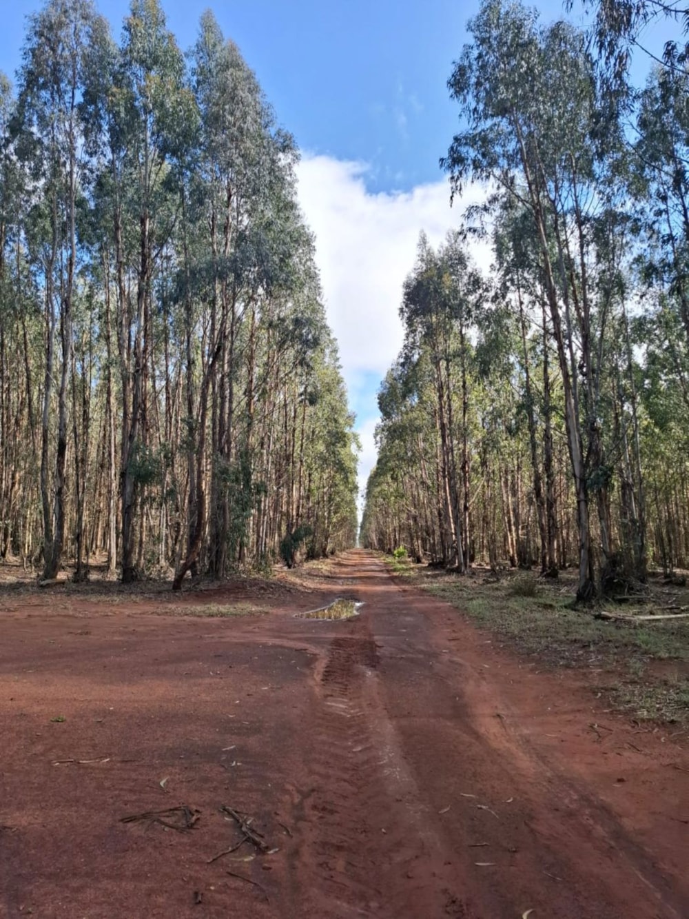 Mixed use farm for sale in Dullstroom - 1DS1729193