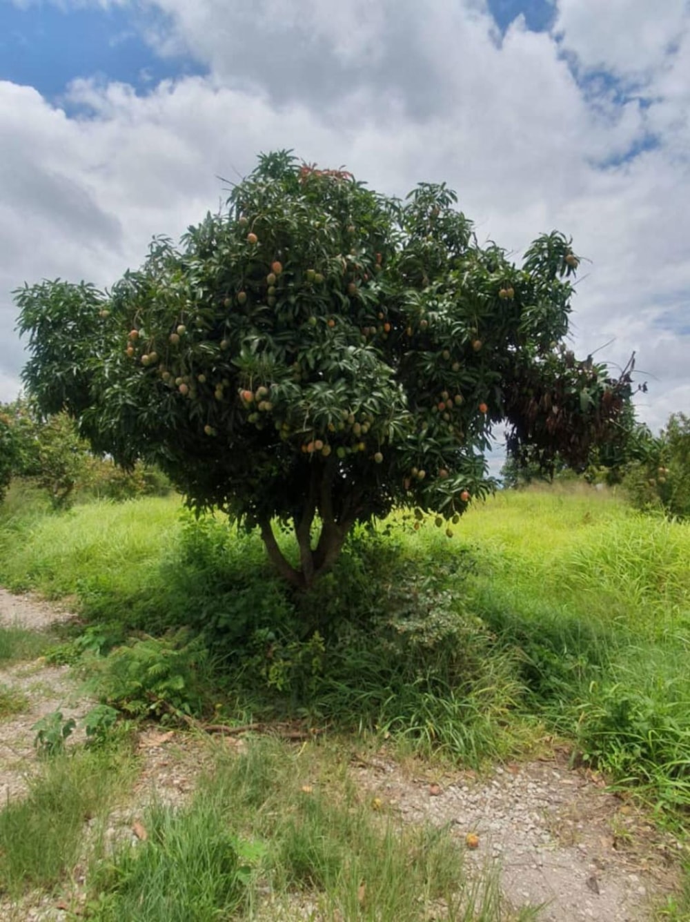 House for sale in Gweru, Zimbabwe - 3ZB1729209