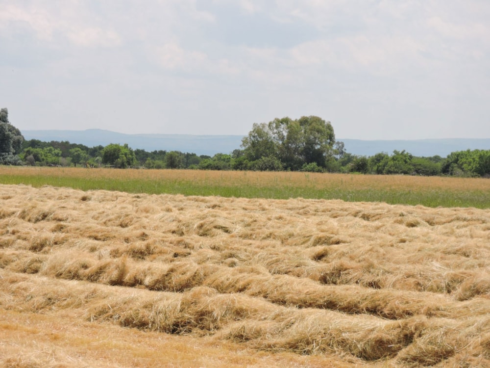 Livestock farm for sale in Koster - 1RU1730371 Livestock farm for sale in Koster - 1RU1730371