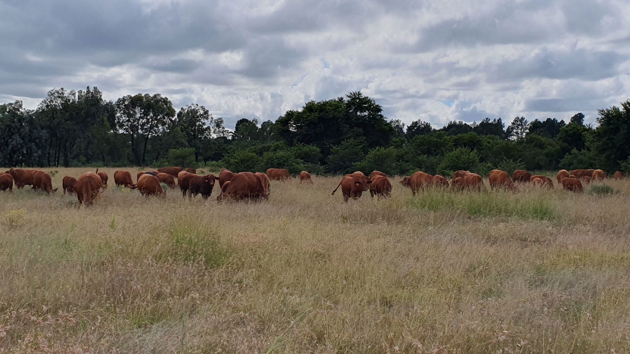 Smallholding for sale in Riversdale, Meyerton - 1VT1730409