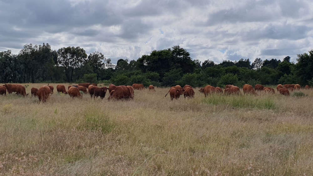 Smallholding for sale in Riversdale, Meyerton - 1VT1730409 Smallholding for sale in Riversdale, Meyerton - 1VT1730409