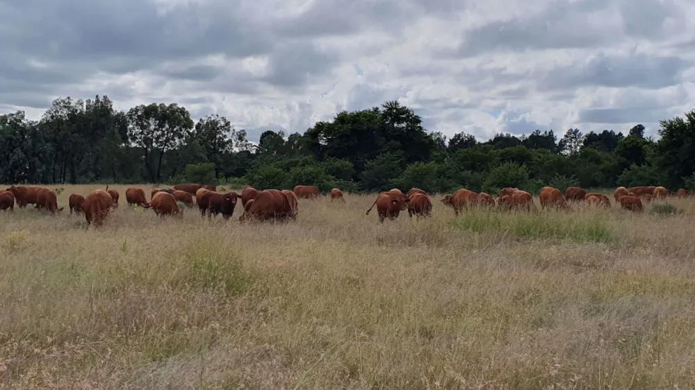 Smallholding for sale in Riversdale, Meyerton - 1VT1730409 Smallholding for sale in Riversdale, Meyerton - 1VT1730409