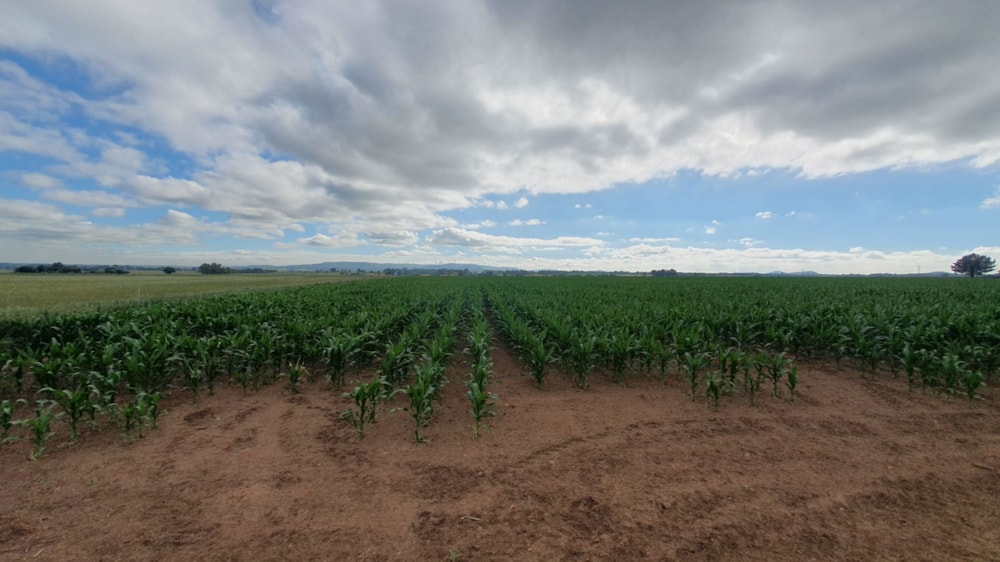 Smallholding for sale in Riversdale, Meyerton - 1VT1730409 Smallholding for sale in Riversdale, Meyerton - 1VT1730409