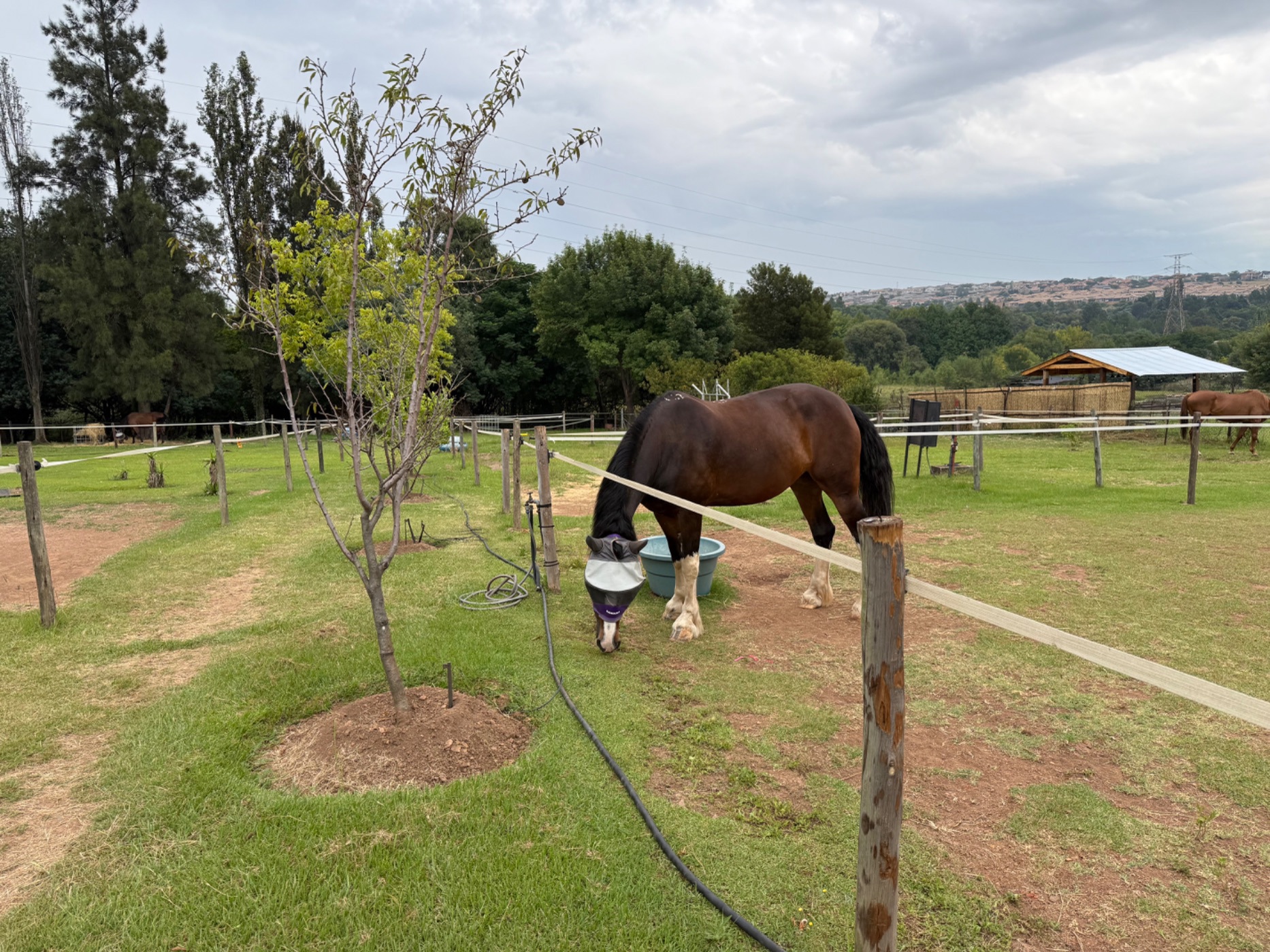 Equestrian farm for sale in Witbank (eMalahleni) - 1WD1730775