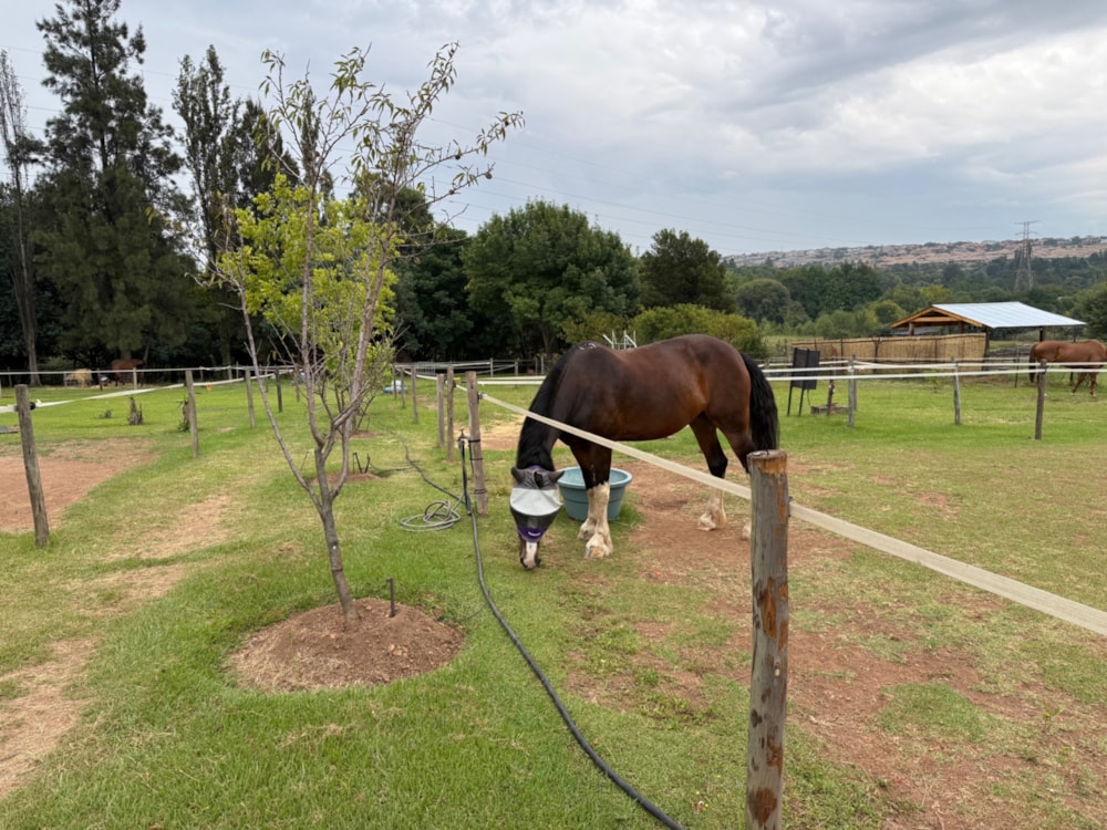 Equestrian farm for sale in Witbank (eMalahleni) - 1WD1730775